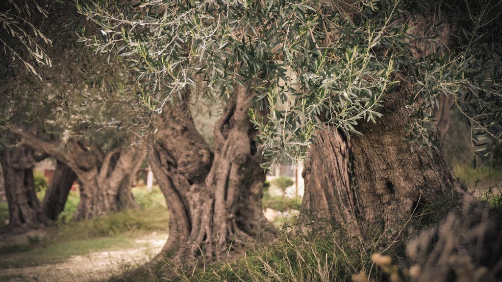 Olive Harvest in Crete: Pick Olives at the Amazing Villas in Crete