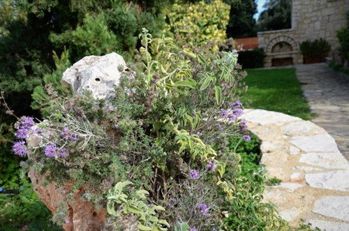 Herbs of Crete | Sage - Thyme - Oregano