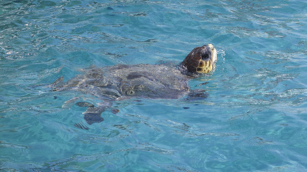 Caretta-Carreta Sea Turtle