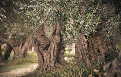 Olive Harvest in Crete: Pick Olives at the Amazing Villas in Crete